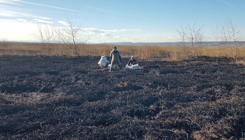 Burnt area in the reed belt of Lake Neusiedl (c) Andreas Maier